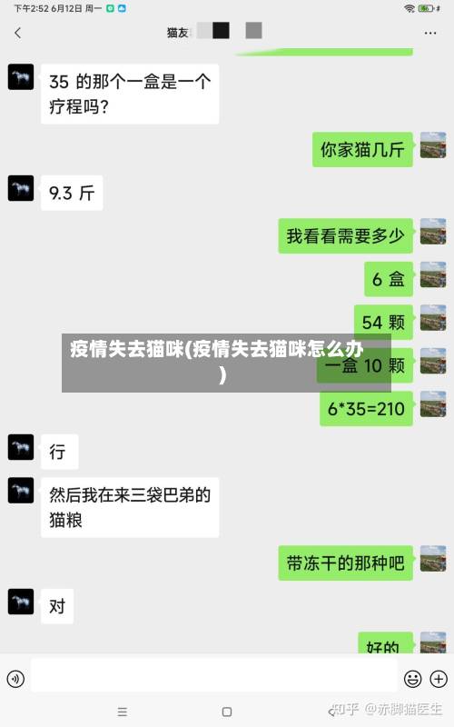 疫情失去猫咪(疫情失去猫咪怎么办)-第2张图片