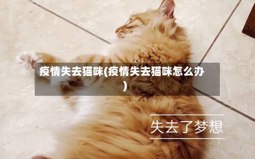 疫情失去猫咪(疫情失去猫咪怎么办)-第3张图片