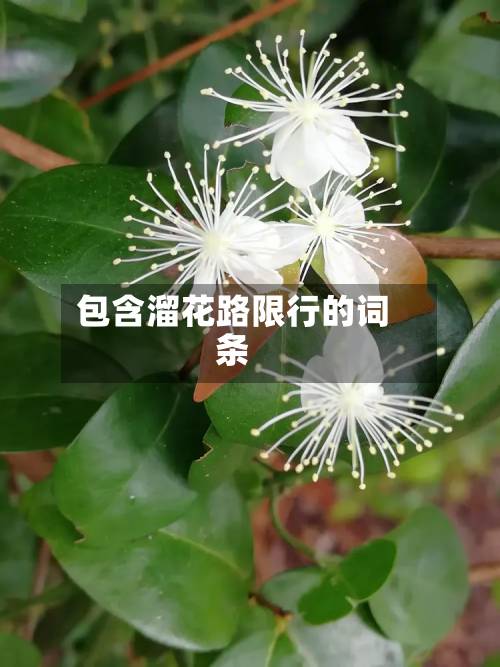 包含溜花路限行的词条-第1张图片