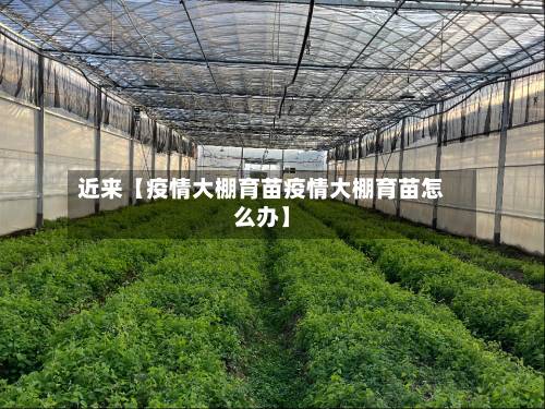 近来【疫情大棚育苗疫情大棚育苗怎么办】-第3张图片