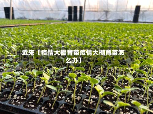近来【疫情大棚育苗疫情大棚育苗怎么办】-第2张图片