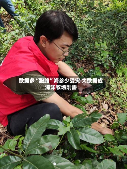 数据多“跑路”海参少受灾 大数据成海洋牧场刚需