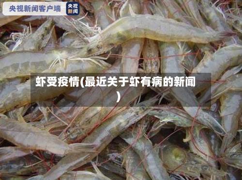 虾受疫情(最近关于虾有病的新闻)-第3张图片