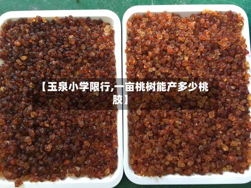 【玉泉小学限行,一亩桃树能产多少桃胶】