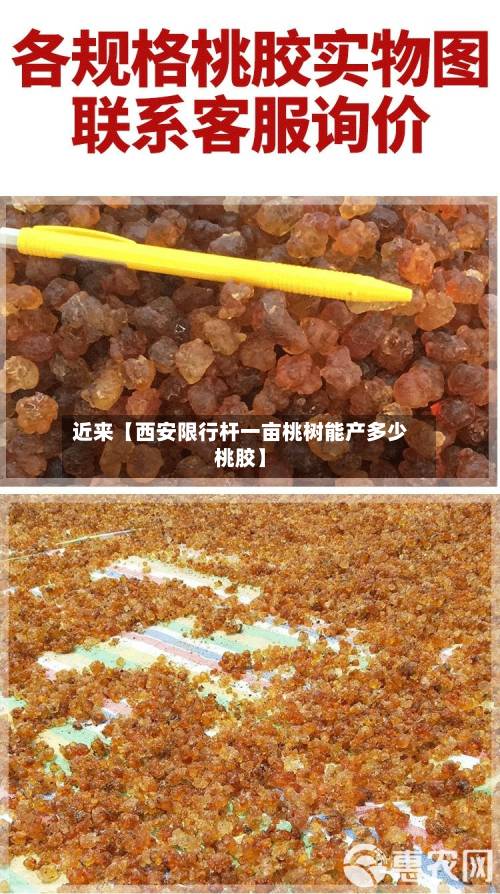 近来【西安限行杆一亩桃树能产多少桃胶】-第2张图片