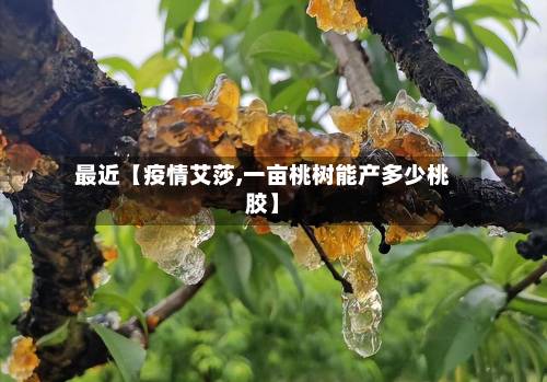 最近【疫情艾莎,一亩桃树能产多少桃胶】