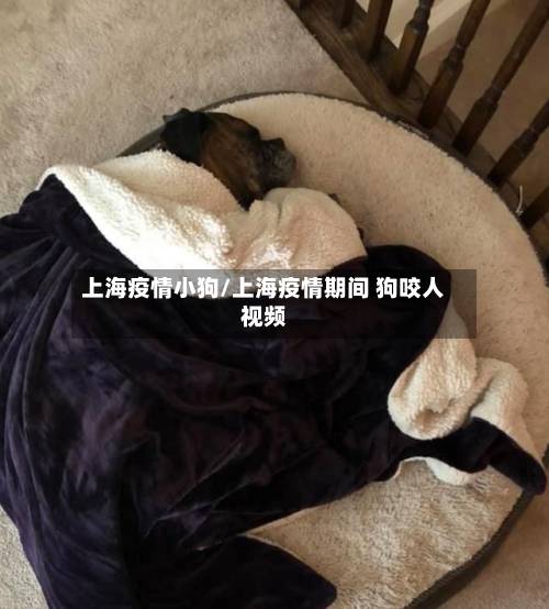 上海疫情小狗/上海疫情期间 狗咬人视频-第2张图片