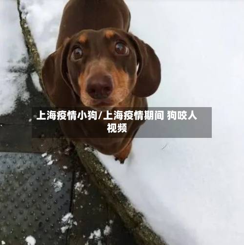 上海疫情小狗/上海疫情期间 狗咬人视频-第3张图片