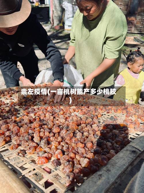 祟左疫情(一亩桃树能产多少桃胶)